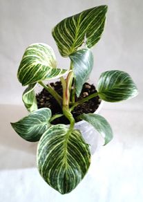 Philodendron - Birkin