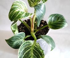 Philodendron - Birkin