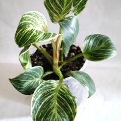 Philodendron - Birkin