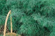 (D) Dill seeds Monarch 3g (180290)