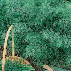 (D) Dill seeds Monarch 3g (180290)