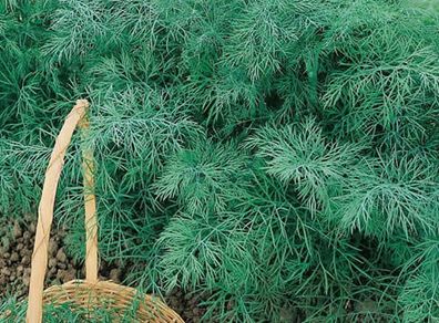 (D) Dill seeds Monarch 3g (180290)