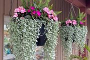 (D) Dihondra Silver Falls seeds (5) (415649)