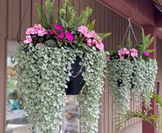 (D) Dihondra Silver Falls seeds (5) (415649)