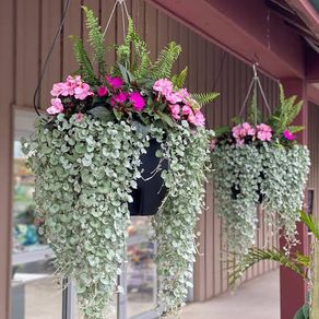 (D) Dihondra Silver Falls seeds (5) (415649)