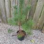 pine tree Image 2