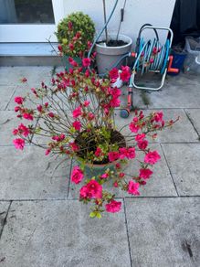 plant