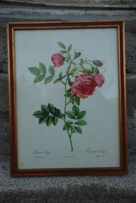 Vintage 1940  P J Redoute botanical rose Rosier