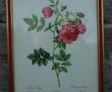 Vintage 1940  P J Redoute botanical rose Rosier