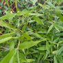 Bissetii Bamboo 4ft Image 2