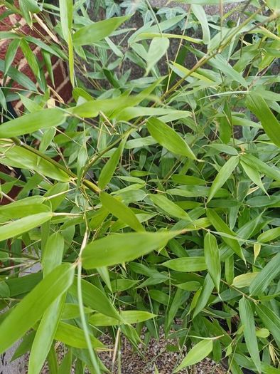 Bissetii Bamboo 4ft