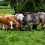 5x Maiden Heifers Image 4