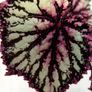 Begonia Image 2
