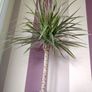 Indoor Dracaena Plant and Blue Plastic Plant Pot Image 4