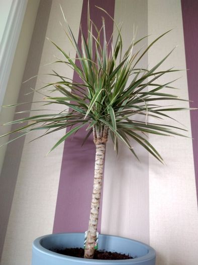 Indoor Dracaena Plant and Blue Plastic Plant Pot