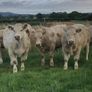 Bullocks Image 8