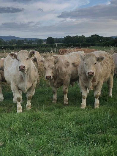 Bullocks