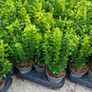 Box Hedging Image 9