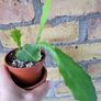 Beautiful Epiphyllum  rare cactus. Plant or cuttings. Image 5