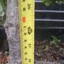Beech tree Image 7