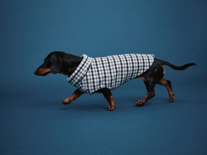 Premium bundle of H and M dog accessories in excellent condition. Perfect for a small dog.