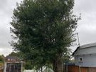 Gardening & Tree Service Image 10