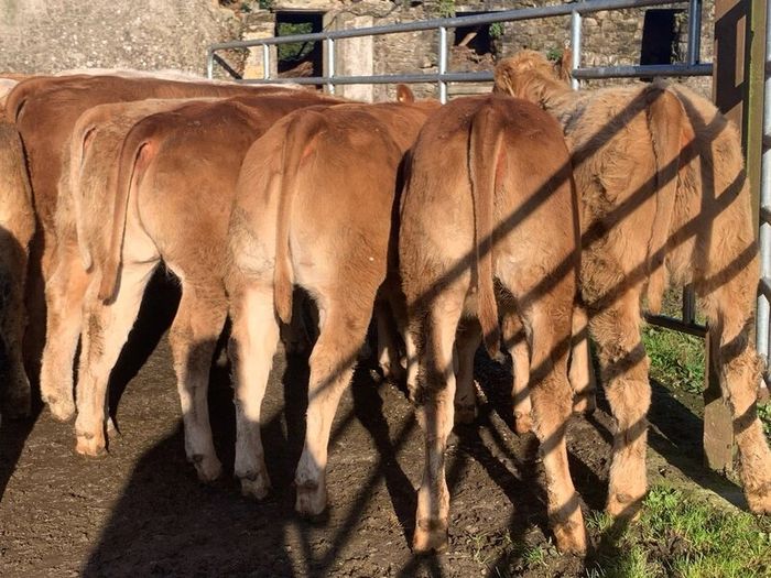 20 u grade charlaois and limousine heifers