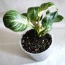 Philodendron - Birkin Image 5