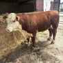 Pedigree Hereford bull Image 7