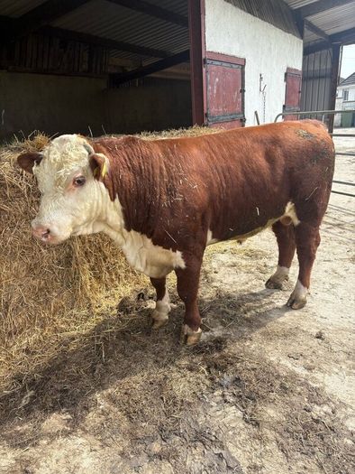 Pedigree Hereford bull