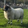 Blackface ram Image 3
