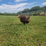 8 laying hens for sale Image 3
