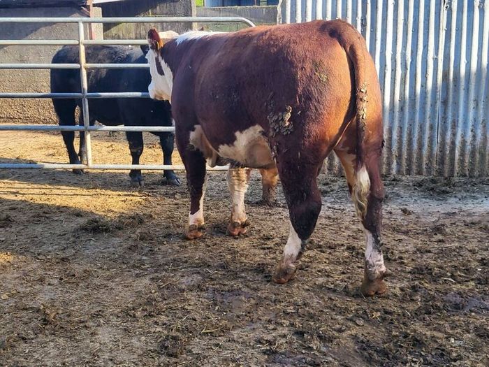 Hereford bulls