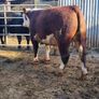 Hereford bulls Image 2