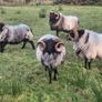 Mayo blackface rams Image 3
