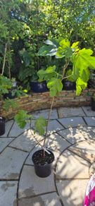 Fig Tree