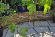 Fig Tree