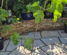 Fig Tree