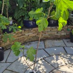 Fig Tree