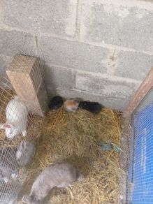 rabbit