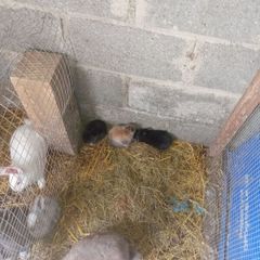 rabbit