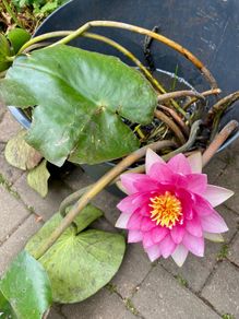 Pink Waterlily Pond Plant