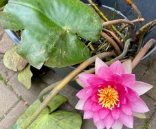 Pink Waterlily Pond Plant