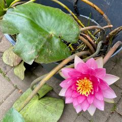 Pink Waterlily Pond Plant