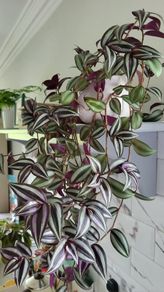 Trailing Tradescantia Zebrina. House plant.