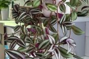 Trailing Tradescantia Zebrina. House plant.
