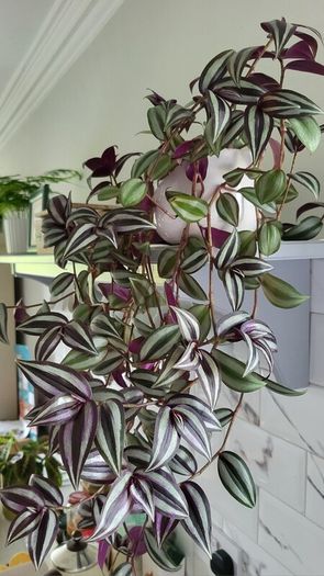 Trailing Tradescantia Zebrina. House plant.