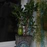 jade plant Image 2
