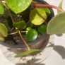 Money plant Image 2