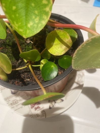 Money plant